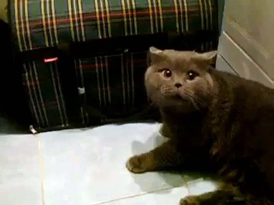 Gato Super Amargado! ★ Gato divertido gato chis...