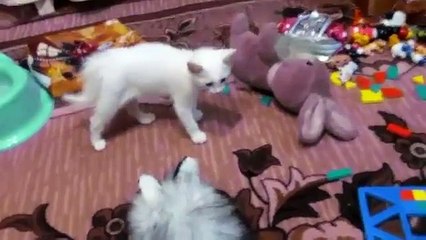 Gato Teme El Ataque Del Peluche! ★ Gato divertido gato chistoso gato tierno loco risa humor