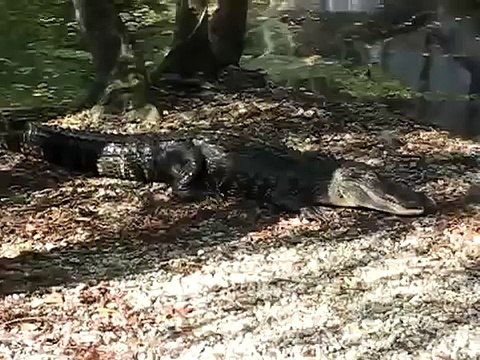 Gato Vs Cocodrilo! (Gana El Gato!) ★ humor gatos - video divertido gatos chistosos risa gato