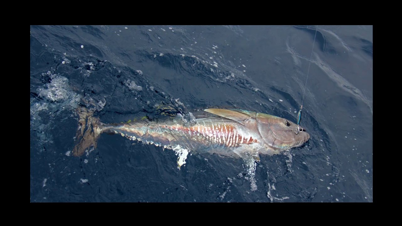 Tunas with Roussillon Fishing