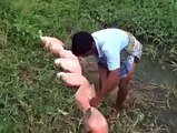 such a kind act!! food for fishes got viral