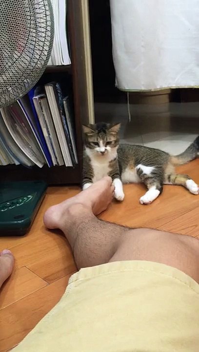 Ce chat mord le pied de son maître, mais ce qu'il fait après est trop drôle