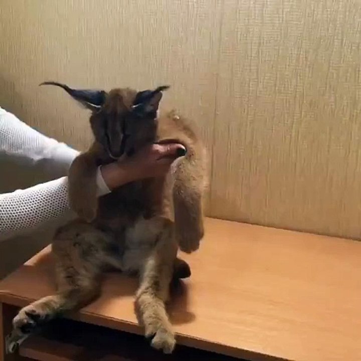 Aww, cutie!