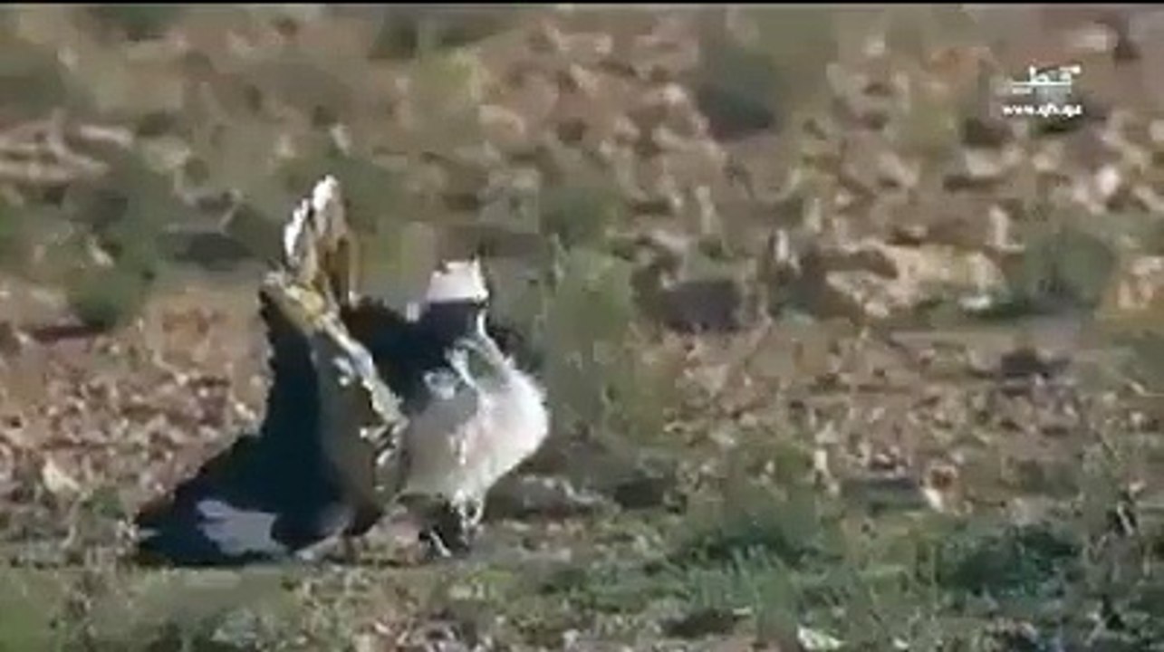 Fighting Between Falcon (Shaheen) vs Bird