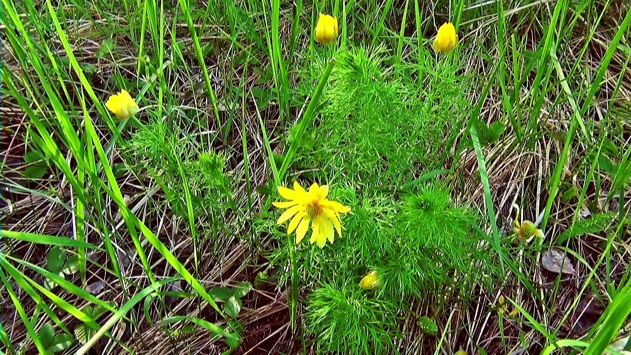 Весенние луговые цветы фильм и муз. Михаила Киселёва