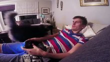 Jealousy cat