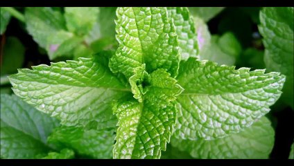 طريقة عمل بودرة النعناع في المنزل