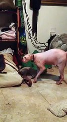 Guy Can Get Through Jail Cell Door With Ease!!! - Komik videolar - Funny videos