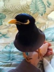 Hanımlar Güçlü Erkekleri Sever - Komik videolar - Funny videos