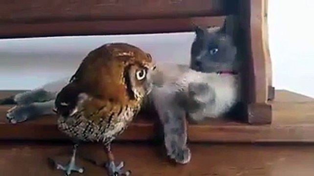 İşçi şapkayı nasıl giyer yada giyemez - Komik videolar - Funny videos