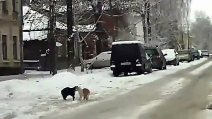 Kalabalığı Görünce Kendini Tarkan Sanmak - Komik videolar - Funny videos