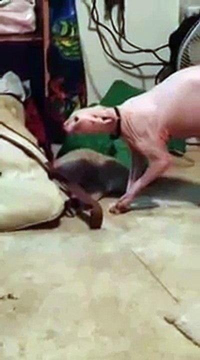 Kemiksiz Adamın Dansı! - Komik videolar - Funny videos