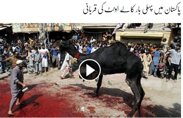 Citizen Sacrificed Black Camel on Eid-ul-Adha