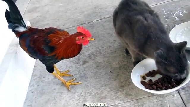 Кура и кот трапезничают. Кот против курицы