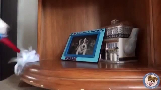 Собакен которая попала в книгу рекордов Гиннесса