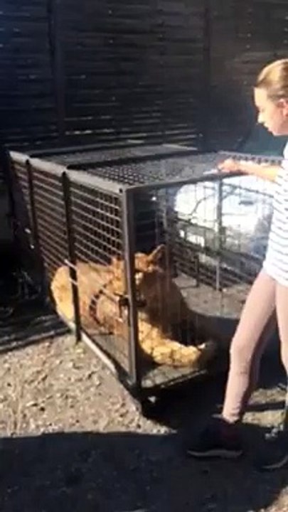 video du lion