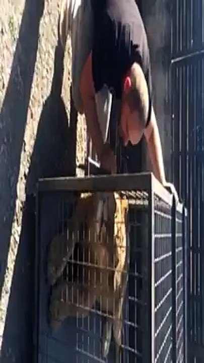 lion video 2