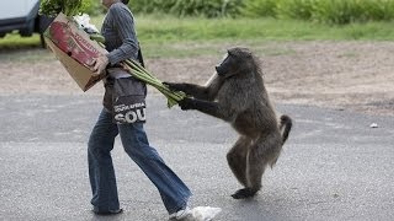 Crazy funny monkey - Compilation