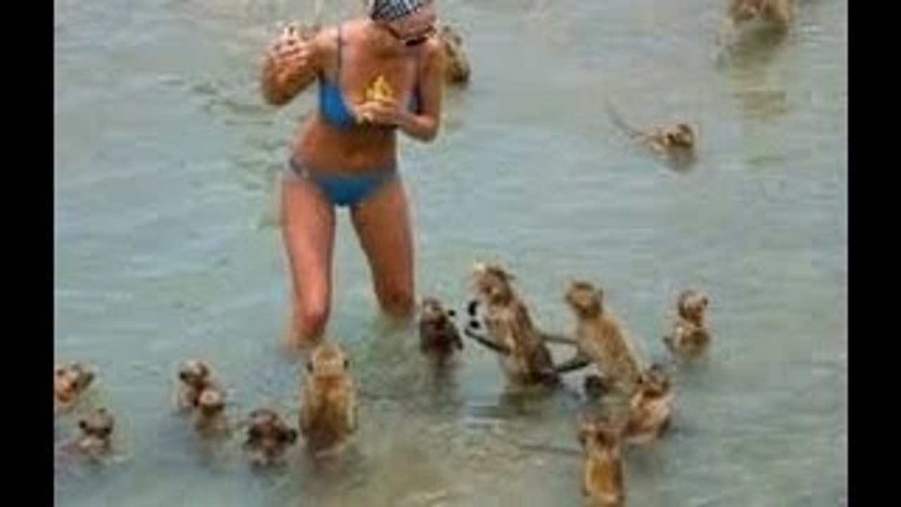 Funny Monkey Videos - A Funny Monkeys Compilation 2015