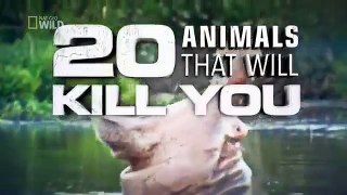 National Geographic Wild 20 Animals That Will Kill You