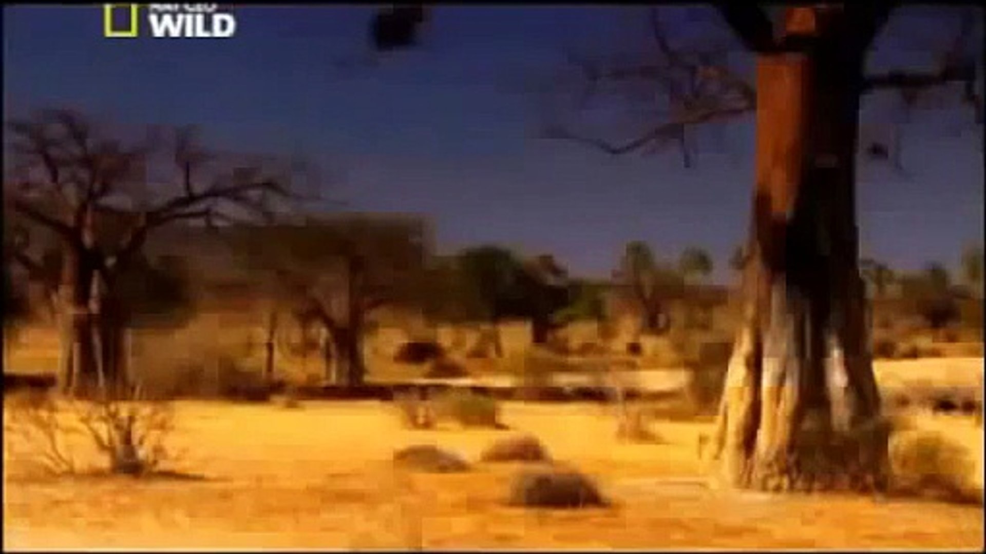 ⁣Documentary Lion Battle zone full documentary wildlife animals 2013 HD,Documentary (TV Gen