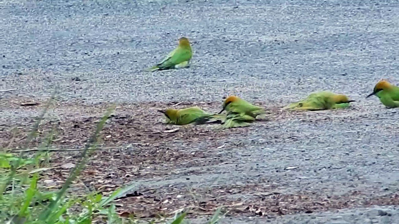 beautiful birds