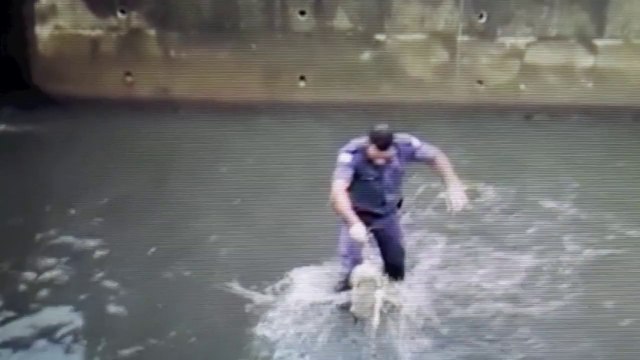 PM salva cachorro que se afogava em valão em Cariacica