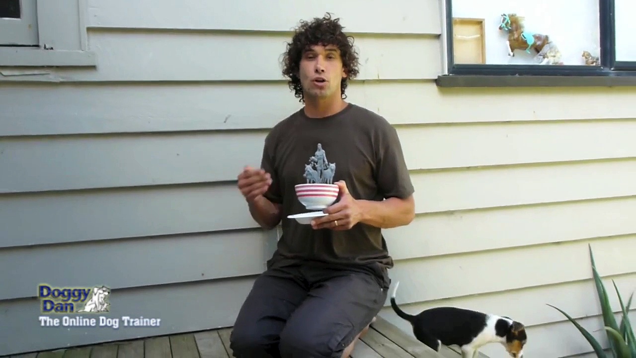 Puppy Training: Puppy potty Training