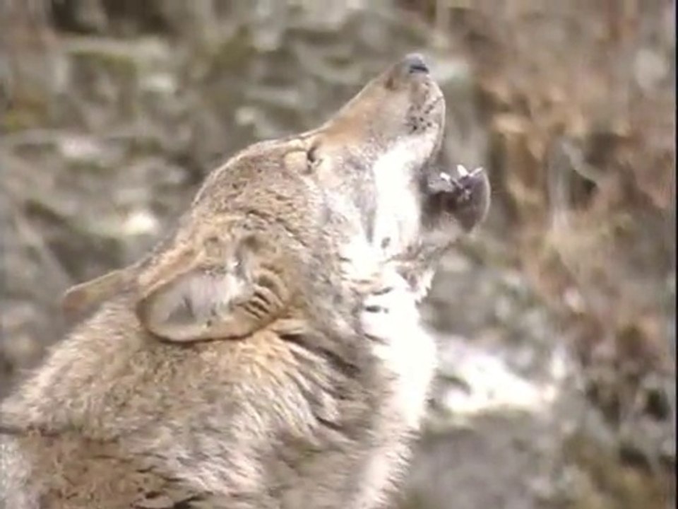 Le moine et la louve