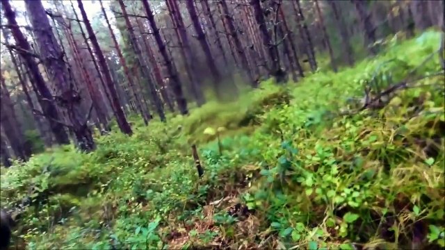 Un chien de chasse avec une GoPro attaqué par deux loups