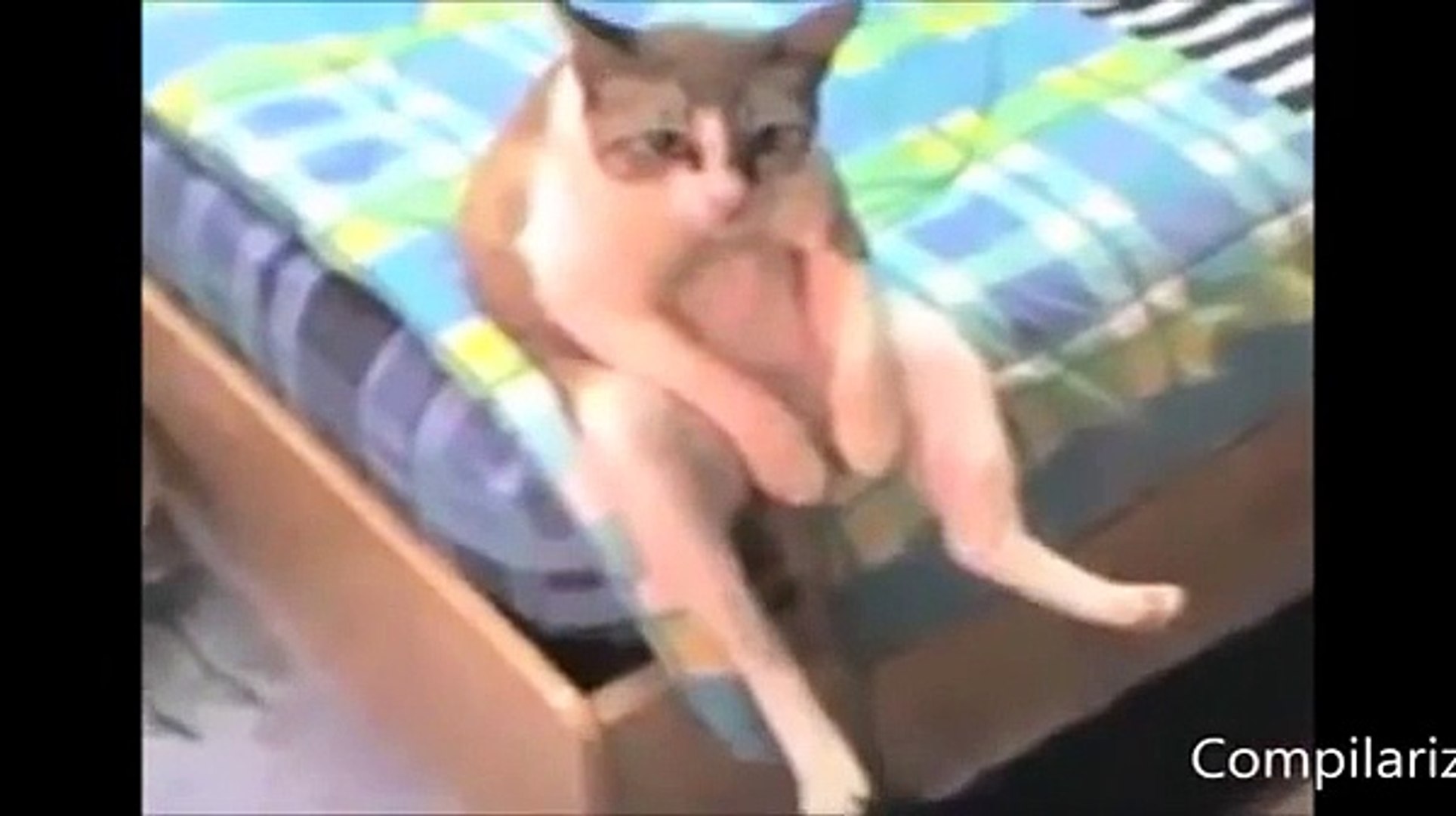 ⁣Прикольные животные, которые ведут себя как люди))
