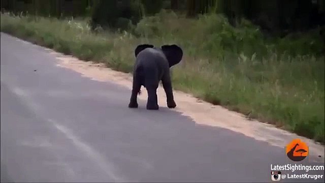 СЛОНЕНОК Остановите все и посмотрите, как этот слоненок играет