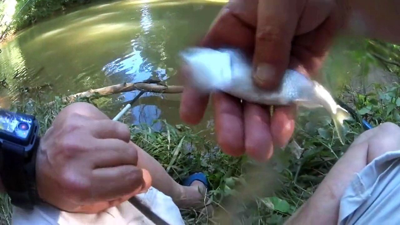 Pêche au coup en rivière (gardons et chevesnes)