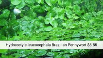 Freshwater Plants - Info At - Aquarium Plants Uk .Co.Uk