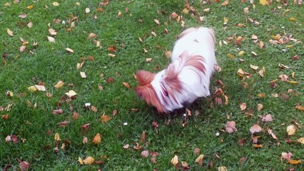 jackpot fait pipi en faisant le poirier