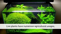 Artificial Aquarium Plants - Help - Aquarium Plants Uk .Co.Uk