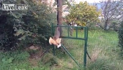 Pussy Cat Kills A Tiger