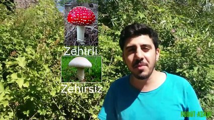 Bir Kasa Böğürtlen Alana Beş Kavanoz Bal Bedava.
