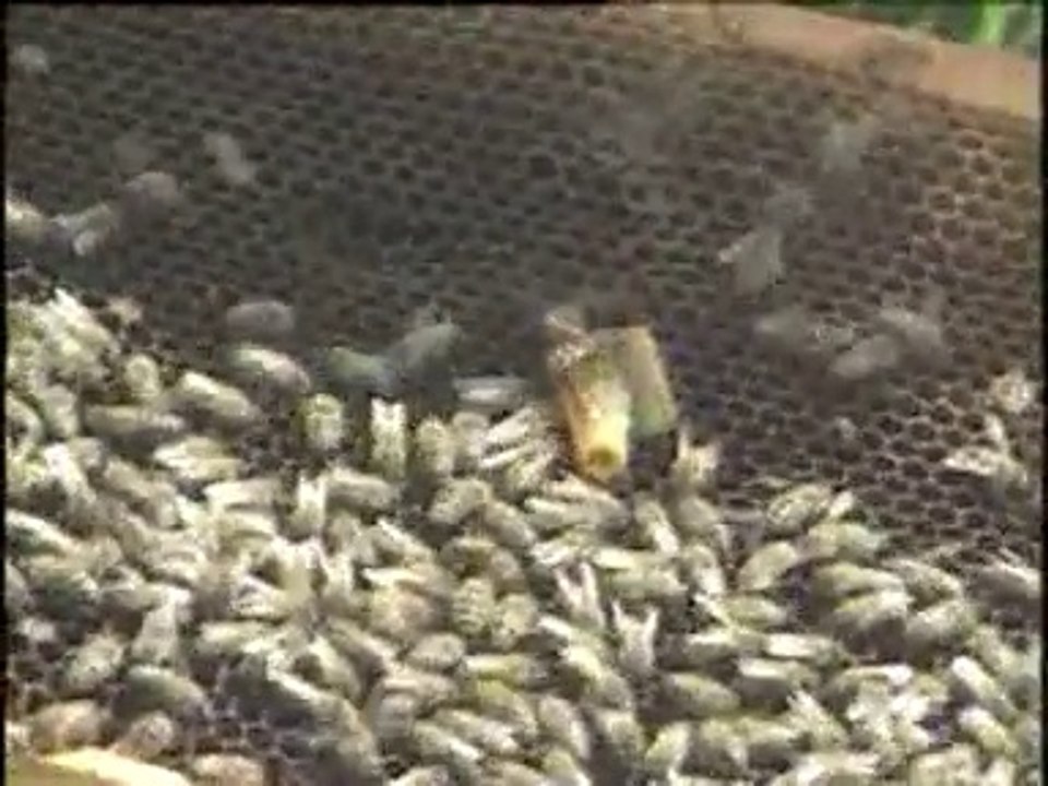 Ana Ari ve Ari Sutu Uretimi