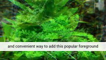 Freshwater Aquarium Plants For Sale - Help - Aquarium Plants Uk .Co.Uk