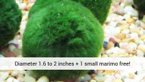 Discount Fish Tanks - Info At - Aquarium Plants Uk .Co.Uk