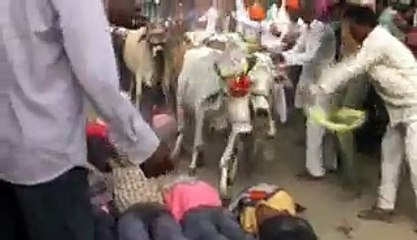 Men under Cows.mp4