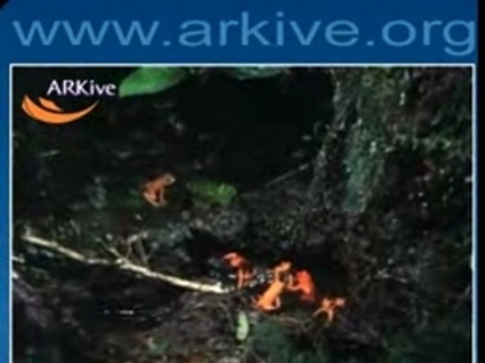 Sapo dorado [bufo periglenes]