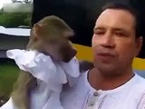 Screaming duo. Funny monkey screams Napara with the owner
