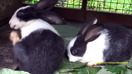 Rabbit peeling. Funny rabbit scratching its face