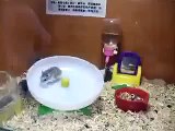 Circulation of hamsters. Fun with hamsters