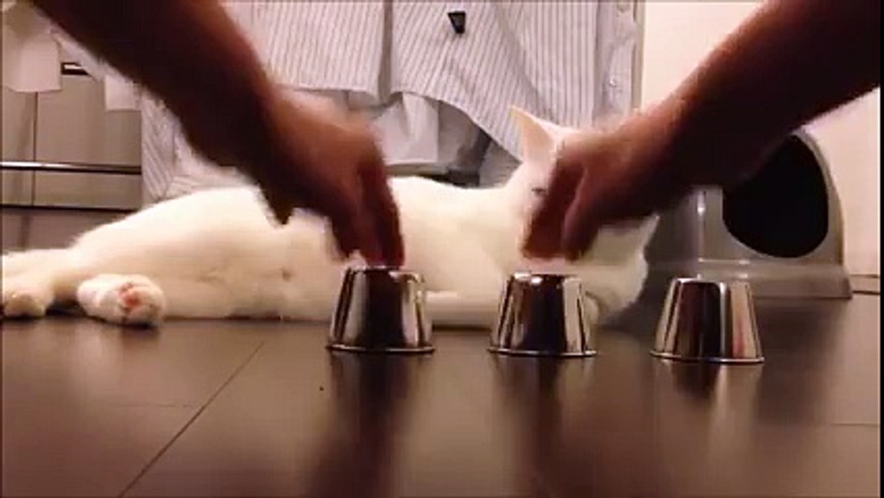 intelligence of cat