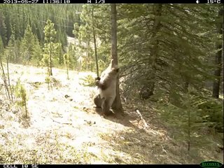 Favorit träd. Roliga björnar repad på träd i skogen