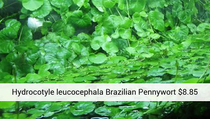 Fish Tank Prices - Information - Aquarium Plants Uk .Co.Uk