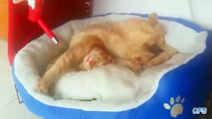 Katter sova i obekväma ställningar. Katter sover i roligt poserar